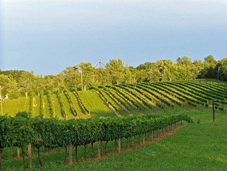 Welcome to Lake Anna Winery!