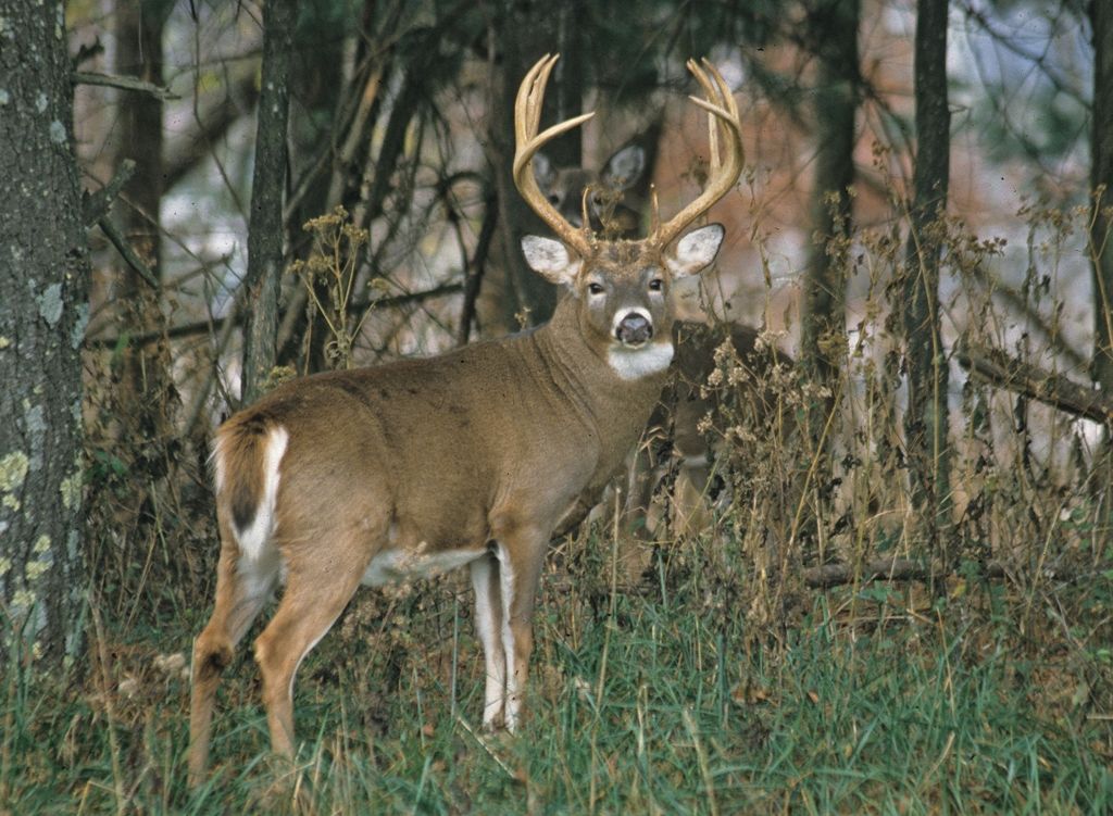 big deer