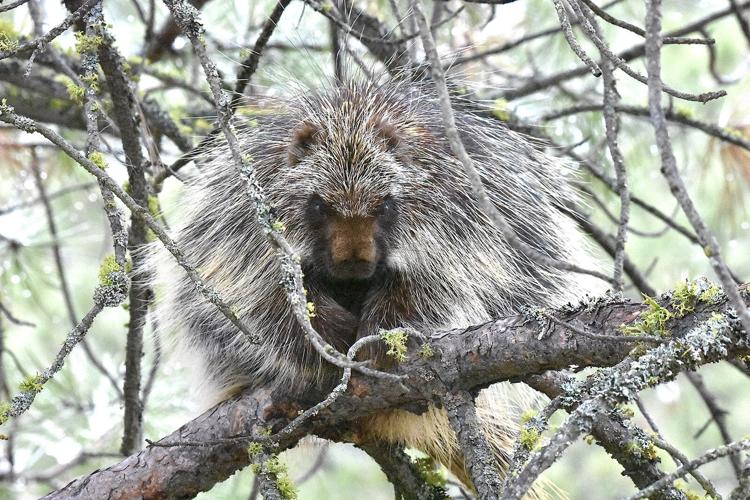 DWR Needs Your Help to Track Rare and Elusive Animals
