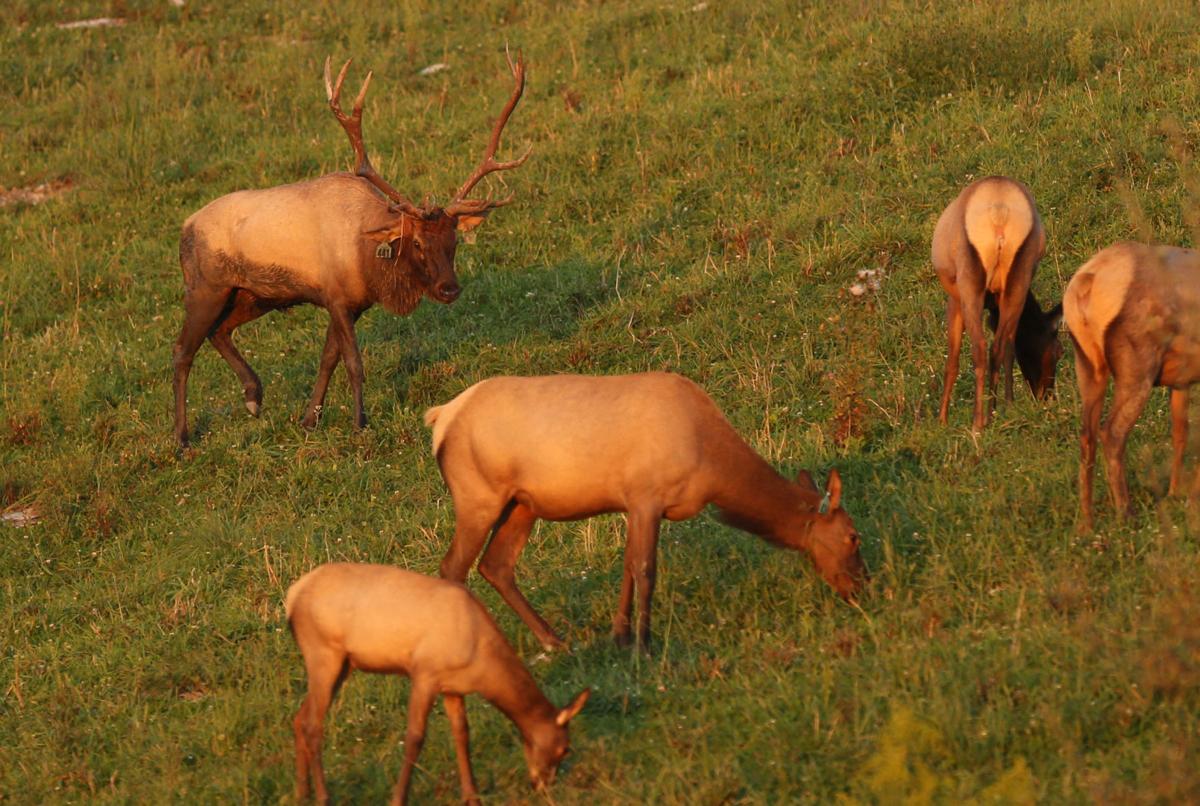 Beware Of 700 Pound Elk On The Blue Ridge Parkway In North Carolina They Charge At Cars Park Warns Virginia Richmond Com