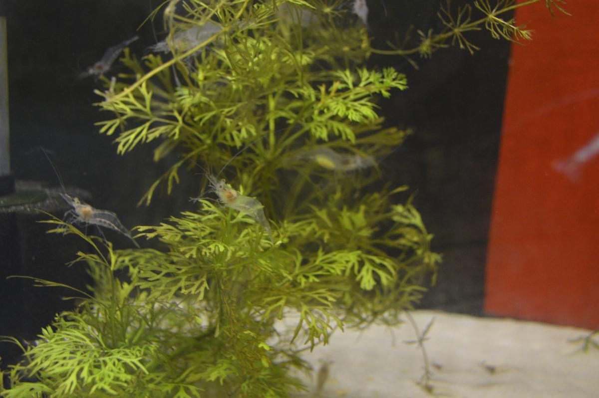biz buzz hobby breeding