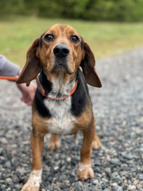 Rufus