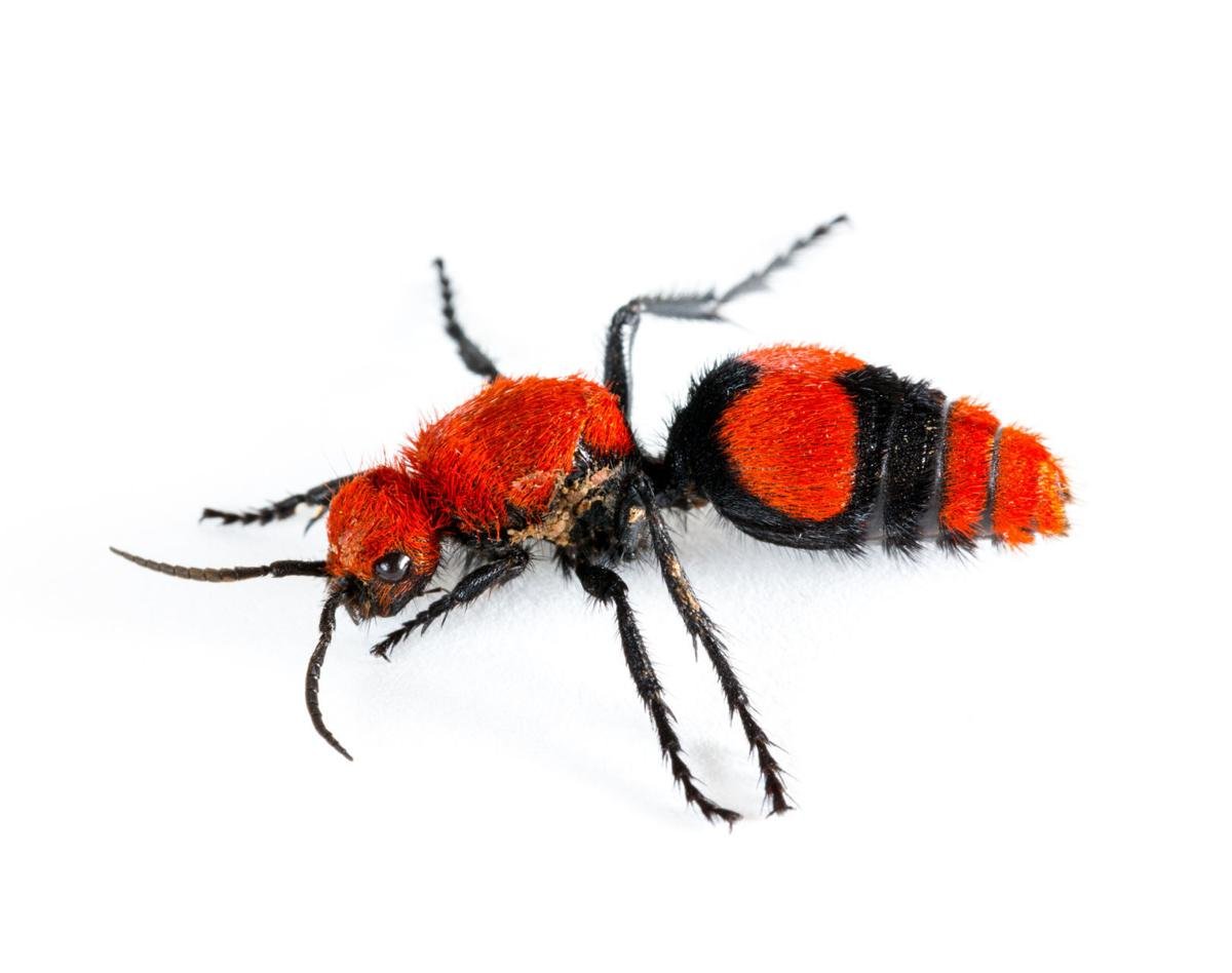 An Ant That Kills Cows Really Discover Richmond Richmond Com