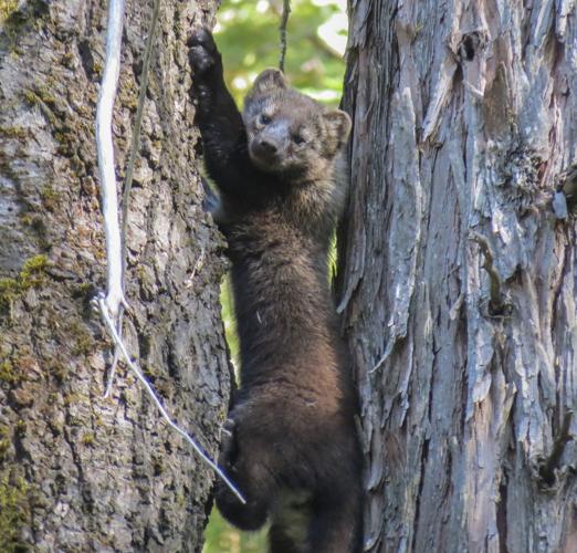 DWR Needs Your Help to Track Rare and Elusive Animals