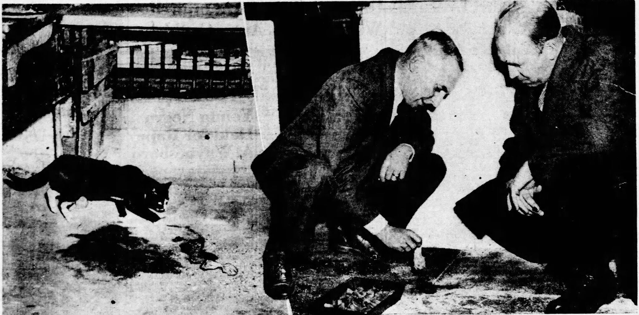 From the archives: Richmond's rat wars