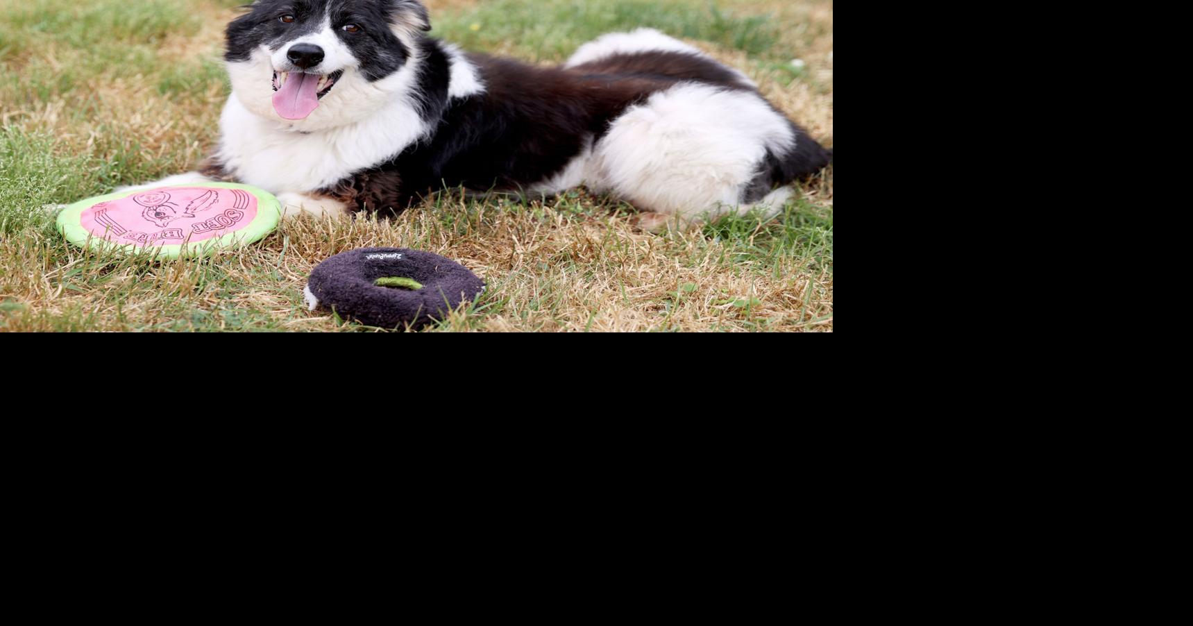 PHOTOS Glen Highland Border Collie Rescue & Sanctuary