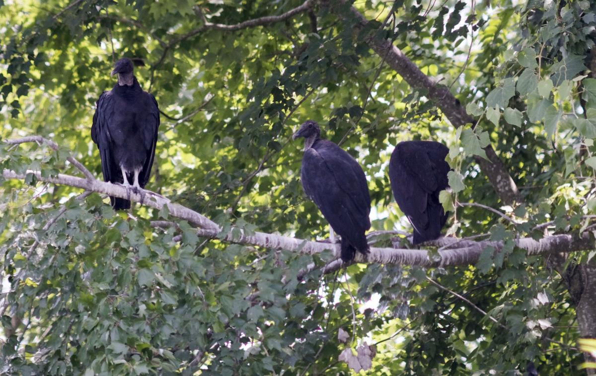 PHOTOS Buzzards have taken over the area around an American Family