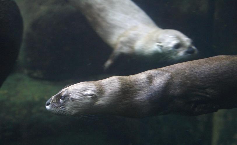 Pandora the otter dies at Maymont