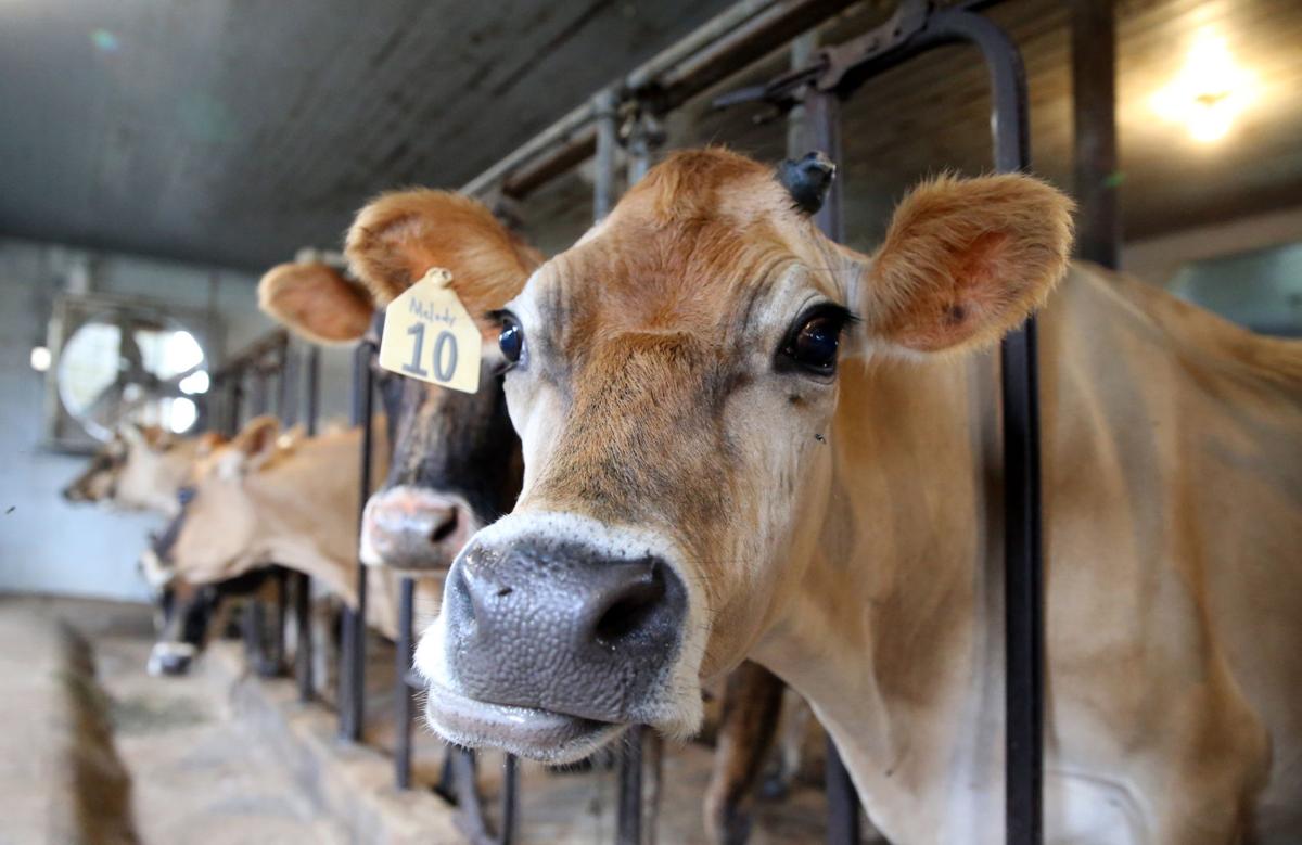 Got Raw Milk Virginia Farmers Use Herd Sharing Loophole Food