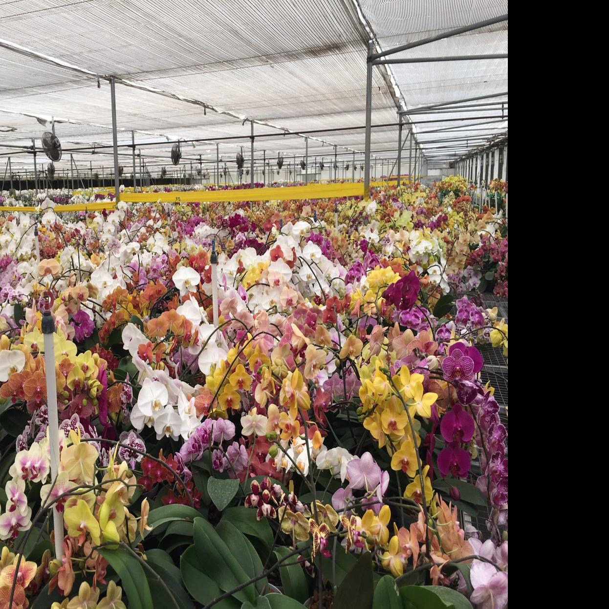 Orchids A Short History Of Orchid Nurseries Richmond Com