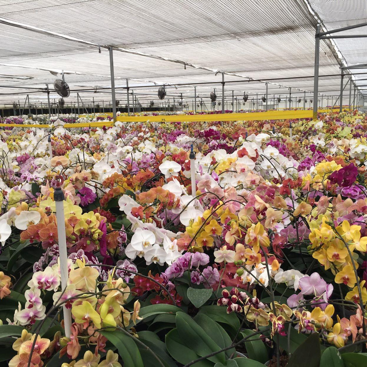 Orchids A Short History Of Orchid Nurseries Richmond Com