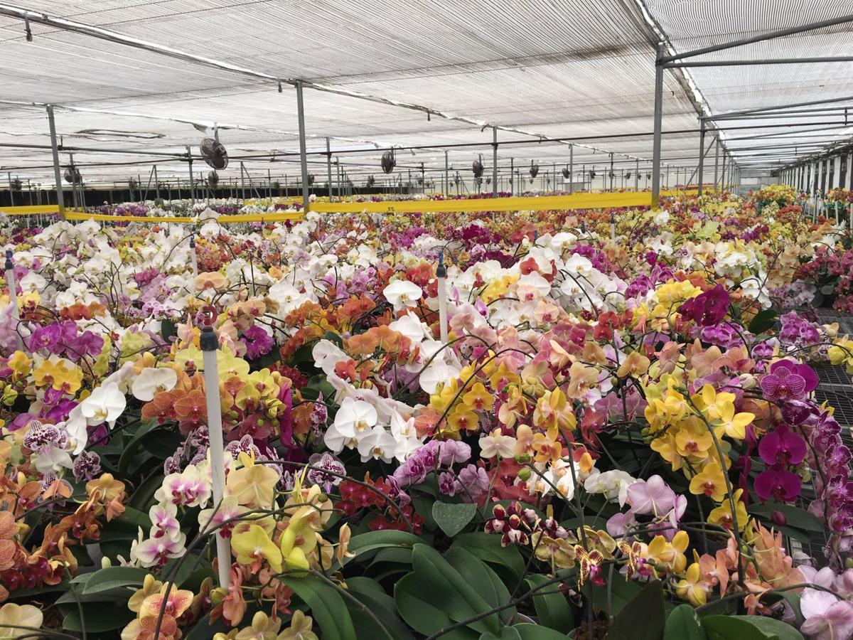 Orchids A Short History Of Orchid Nurseries Richmond Com