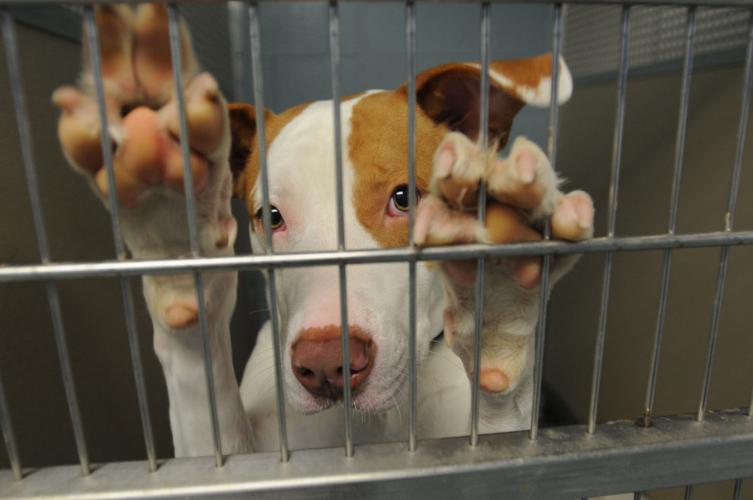 Slammed full to the gills,' Richmond Animal Care and Control asks for help Slammed full to the gills,' Richmond Animal Care and Control asks for help