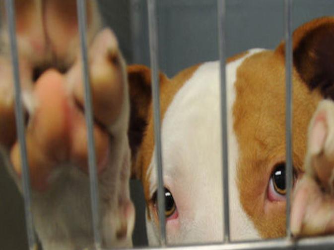 Slammed Full To The Gills Richmond Animal Care And Control Asks For Help Richmond Local News Richmond Com
