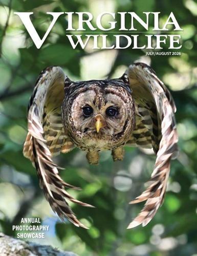 A Cute Fox Kit Scores a Cover for Anne Bryant