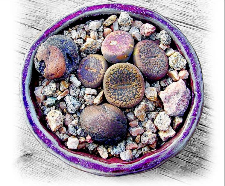 grow light for lithops