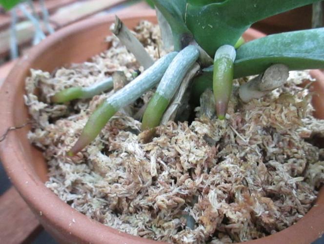 Orchids: Sphagnum moss is a wonder potting medium