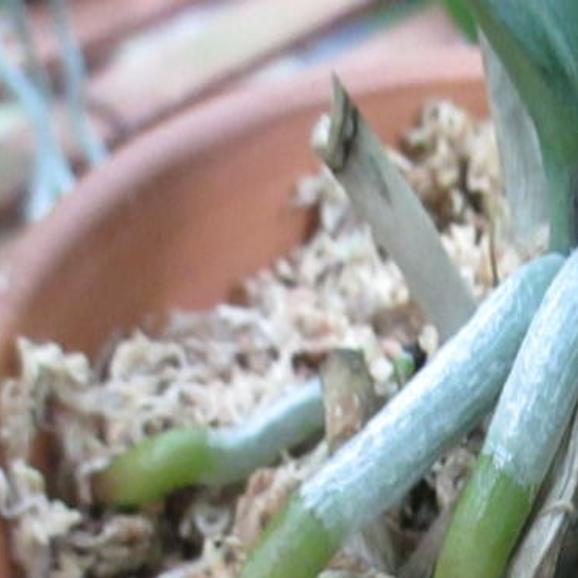 Orchids Sphagnum Moss Is A Wonder Potting Medium Richmond Com