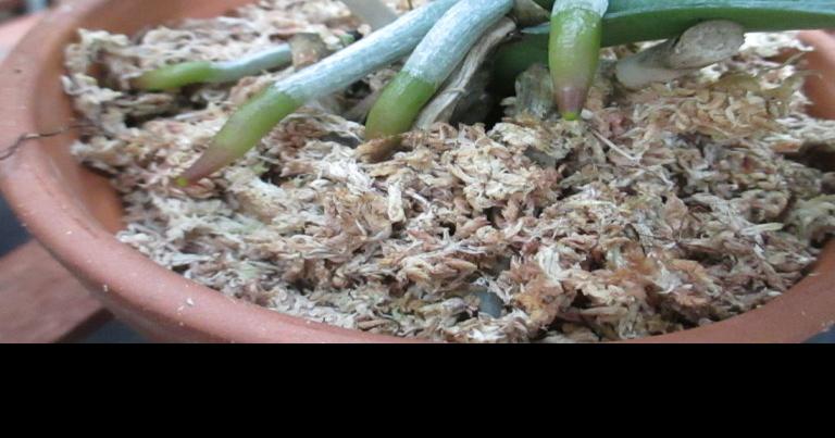 Chuck Does Art: Re-potting Phalaenopsis Orchids in Sphagnum Moss