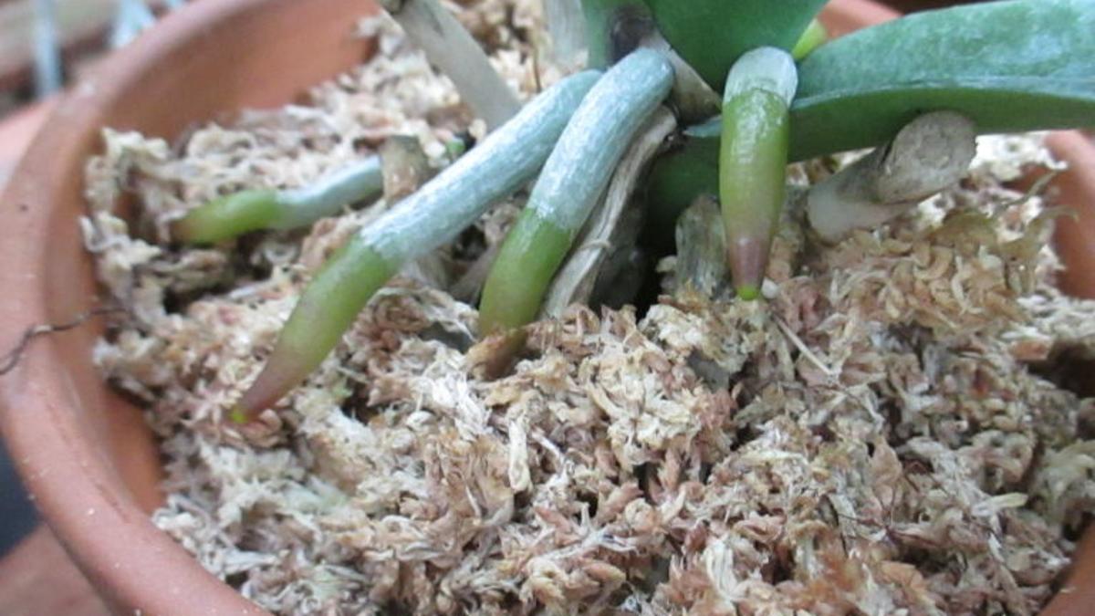 Orchids Sphagnum Moss Is A Wonder Potting Medium Richmond Com