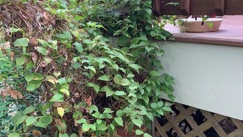 Gardening Q A Making The Cut To Get Clematis To Bloom Home Garden Richmond Com