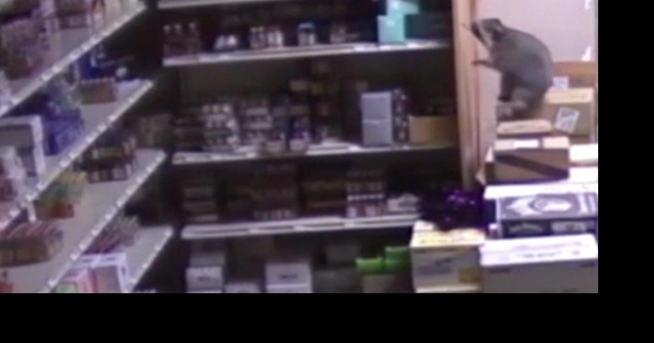 VIDEO: Drunk raccoon ransacks Ashland liquor store