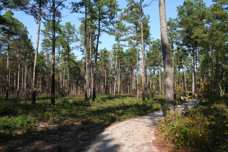 Piney Grove Preserve  The Nature Conservancy in Virginia