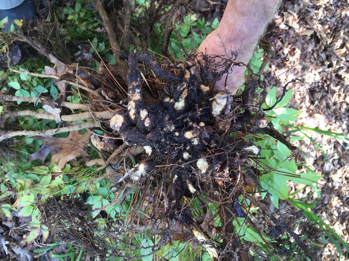 Gardening Q&A What to do when voles invade the vegetable garden Food