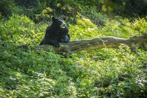 Little Bear