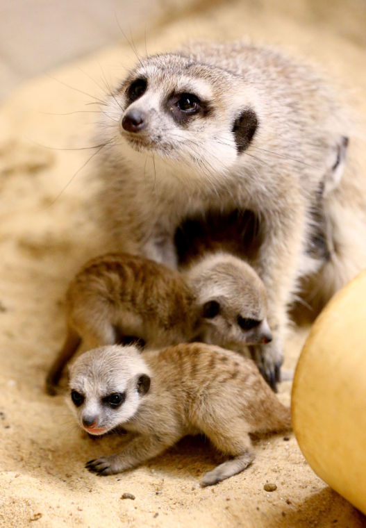 baby meerkat teddy