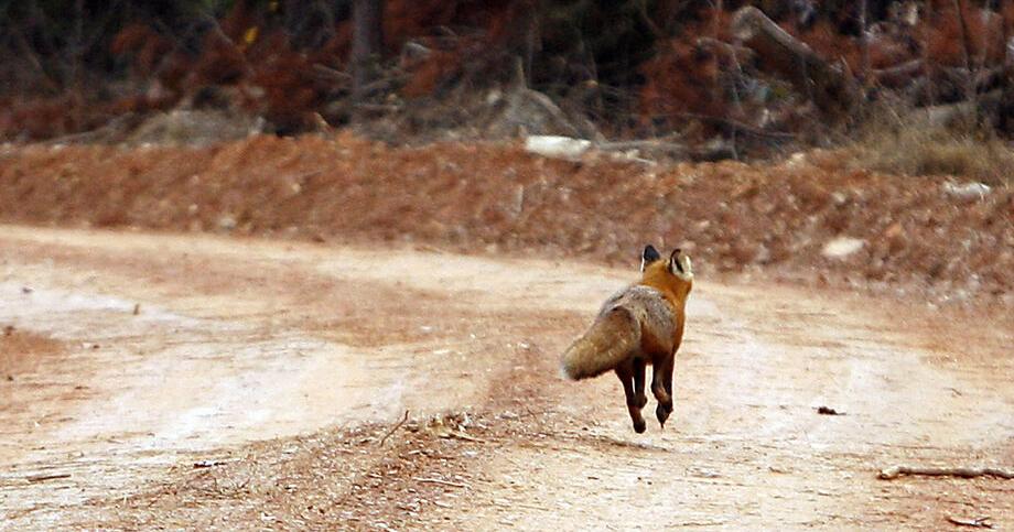 Fox found in Chesterfield tests positive for rabies