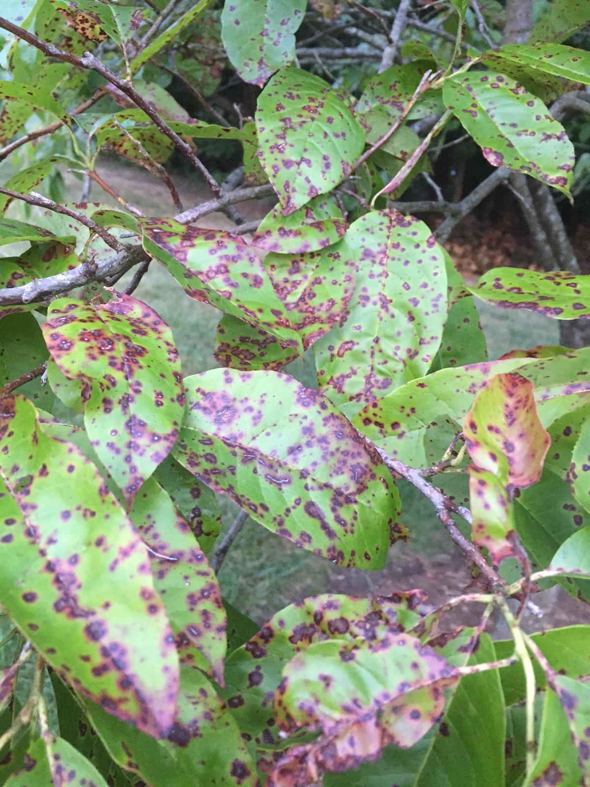 Gardening Q A Fungal Disease Pruning Ligustrum A Lemon Tree Without Lemons Richmond Com