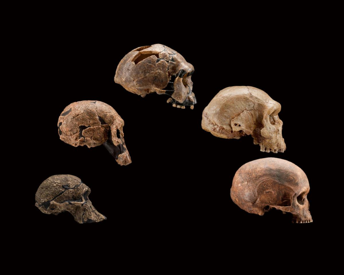 bones stones and human evolution bones stones and human evolution