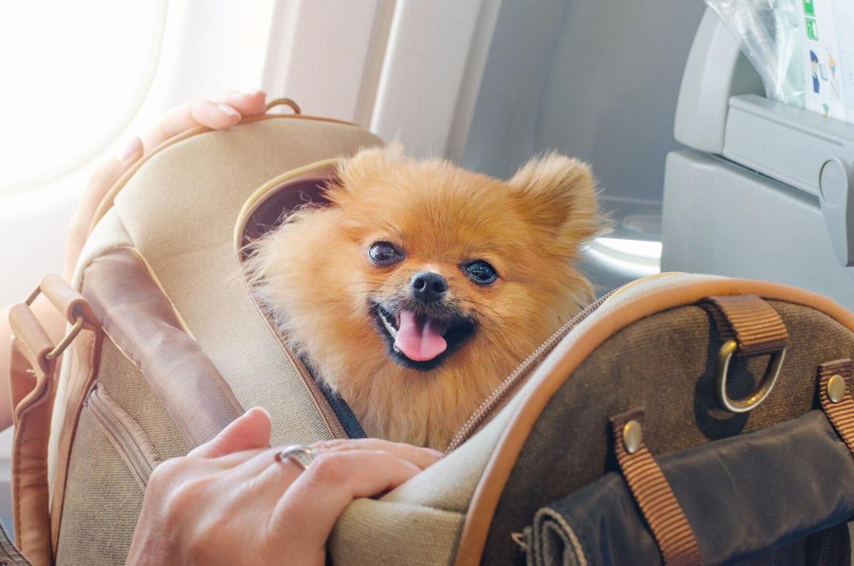 When fur flies! Top tips for stress-free flying with your pet - Image