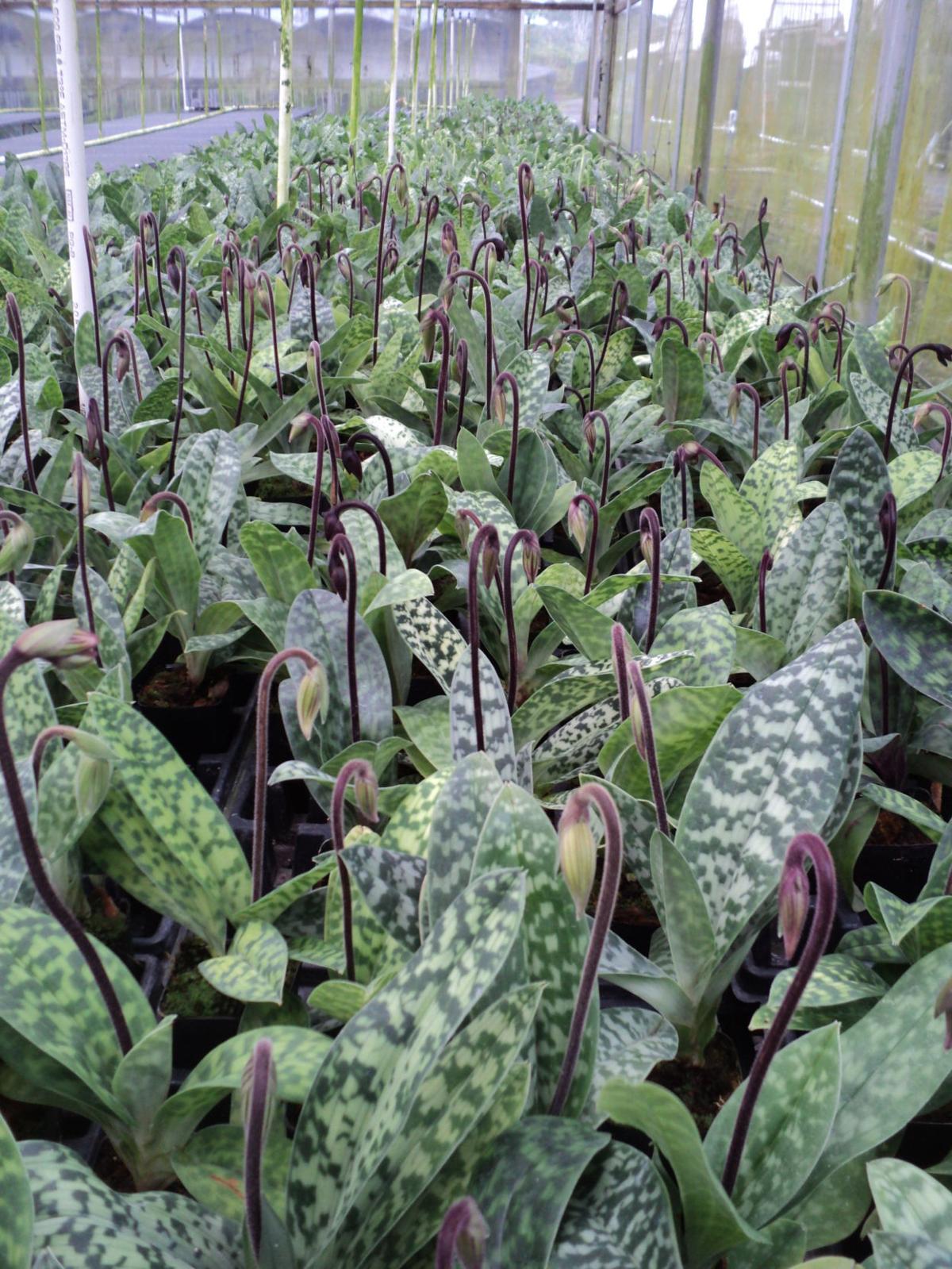 Orchids: For year-round beauty, choose plants with ...