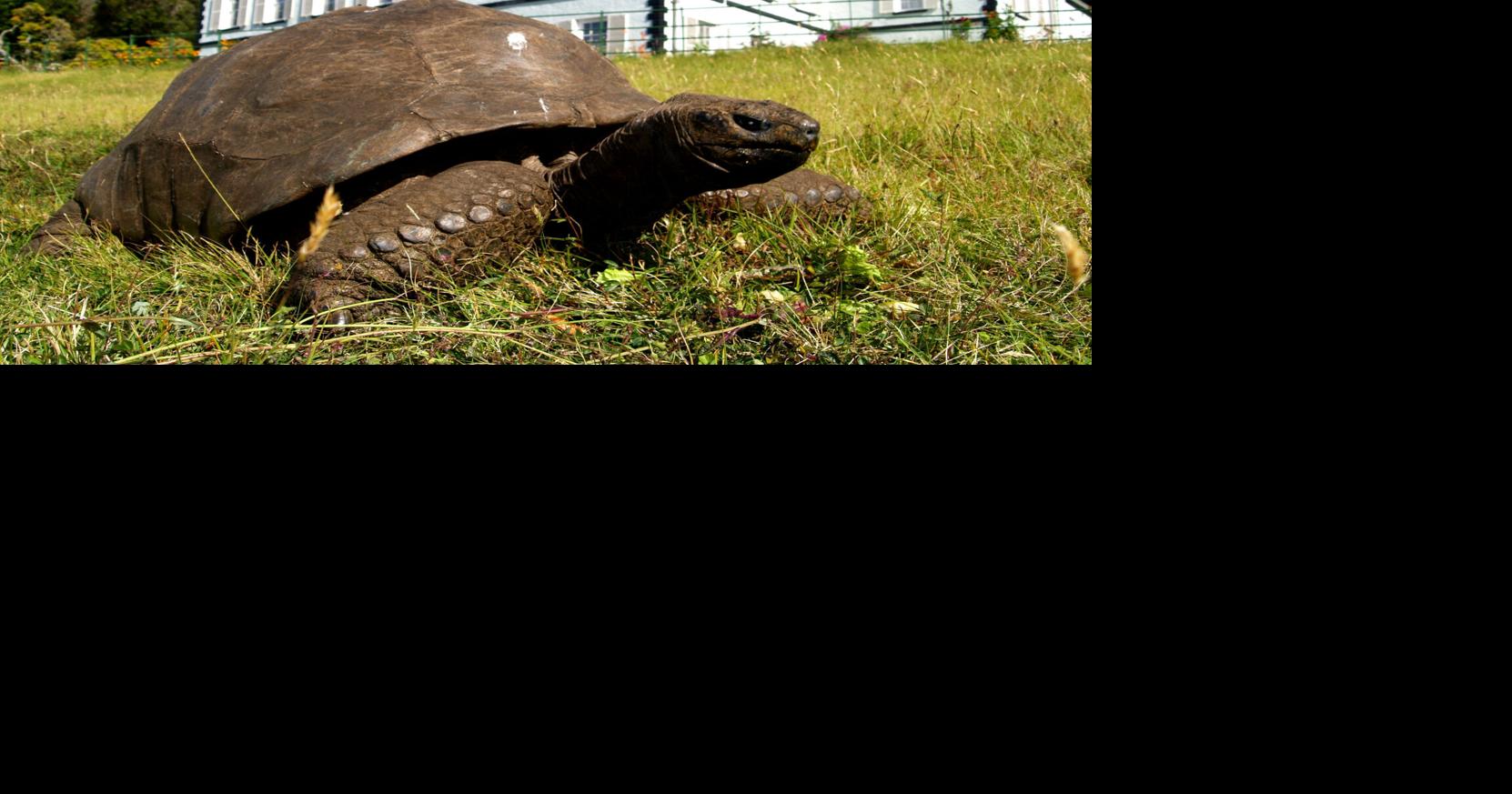 Eine 194 Jahre alte Schildkröte, das älteste Landtier der Welt ...