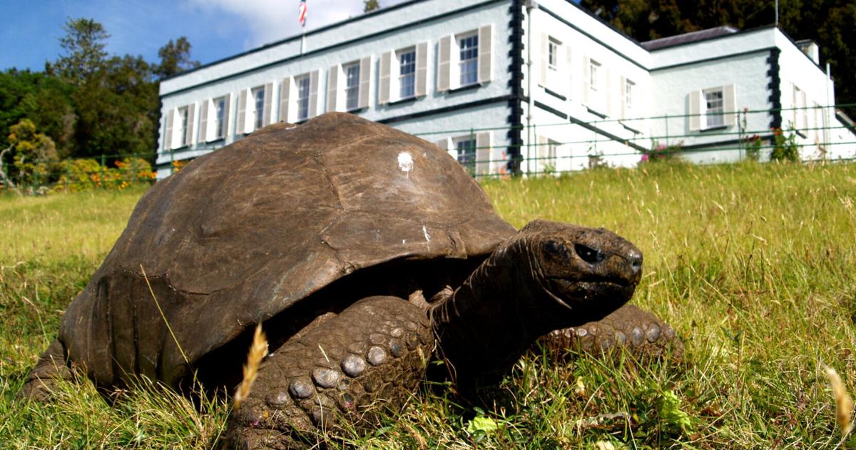 Eine 194 Jahre alte Schildkröte, das älteste Landtier der Welt ...