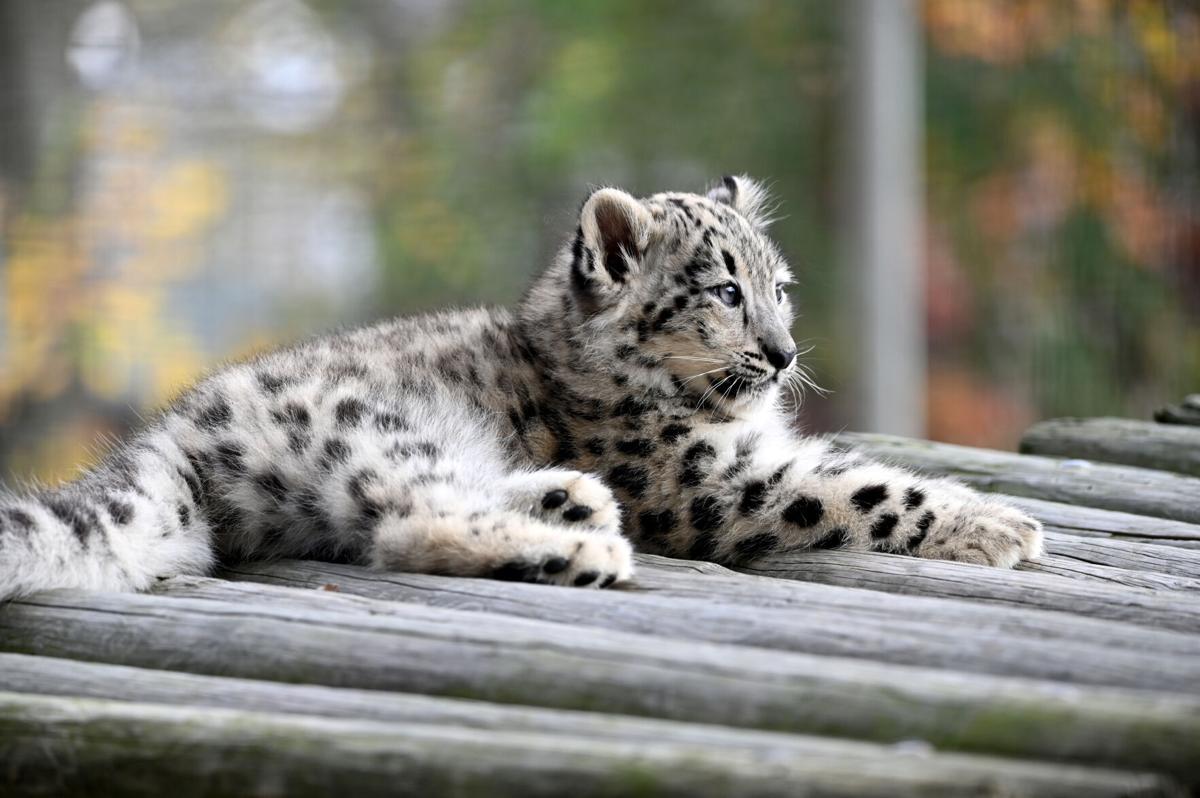 PHOTOS: 3-month-old snow leopard cub makes big debut at Metro Richmond Zoo