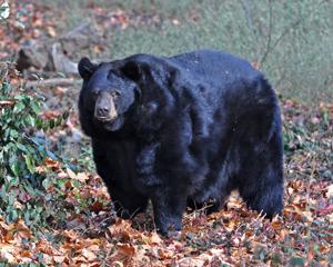 Little Bear c Rich Young.jpg