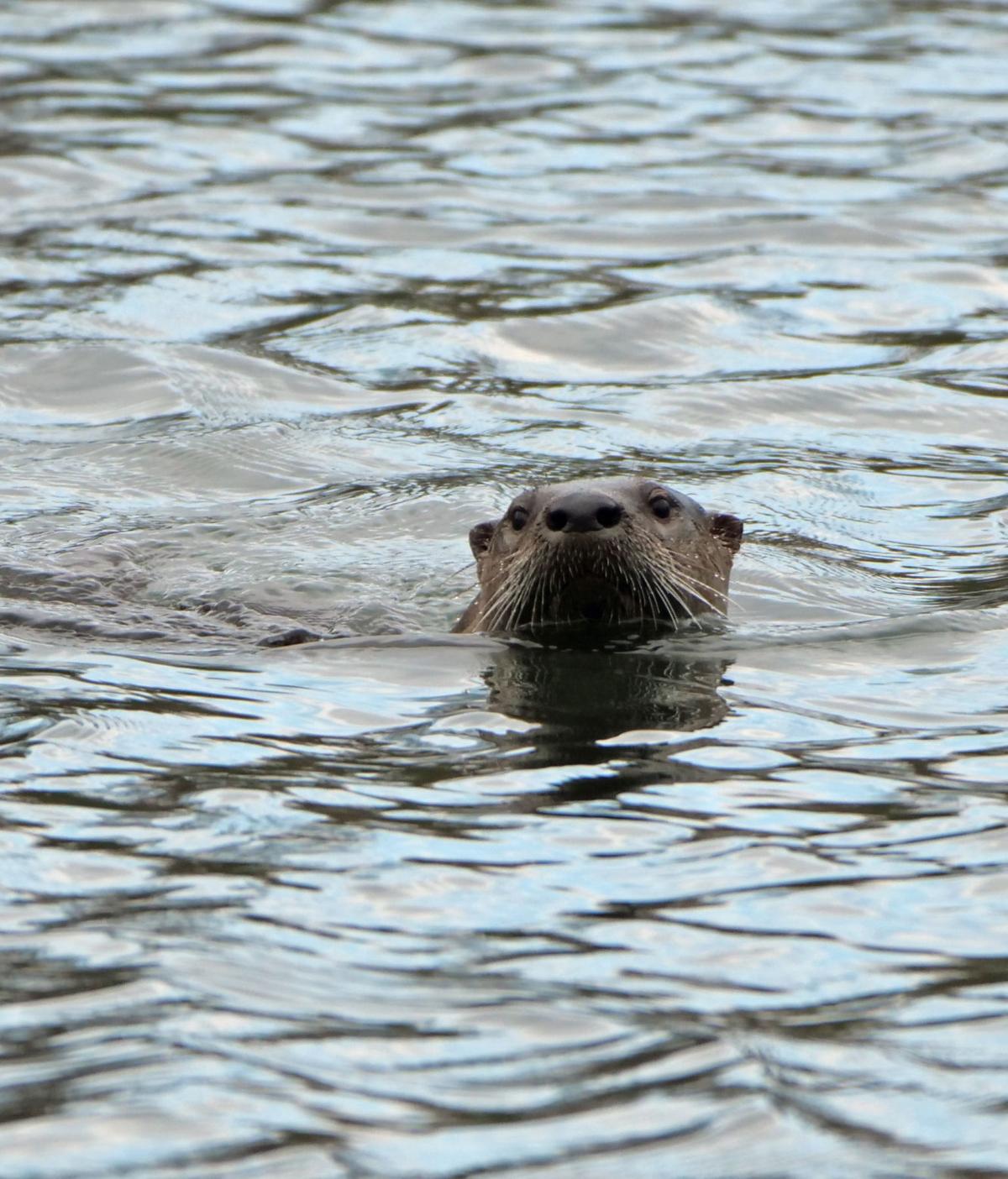 Virginia Tech's Duck Pond otter is social media sensation Virginia