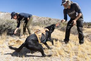 A highway keeps killing wildlife. Enter the poop-hunting dogs