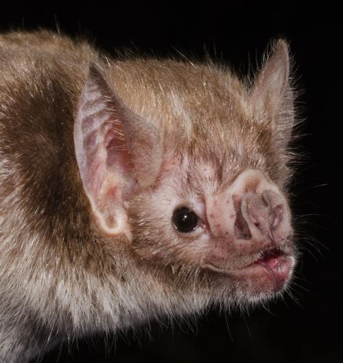 Vampire bat