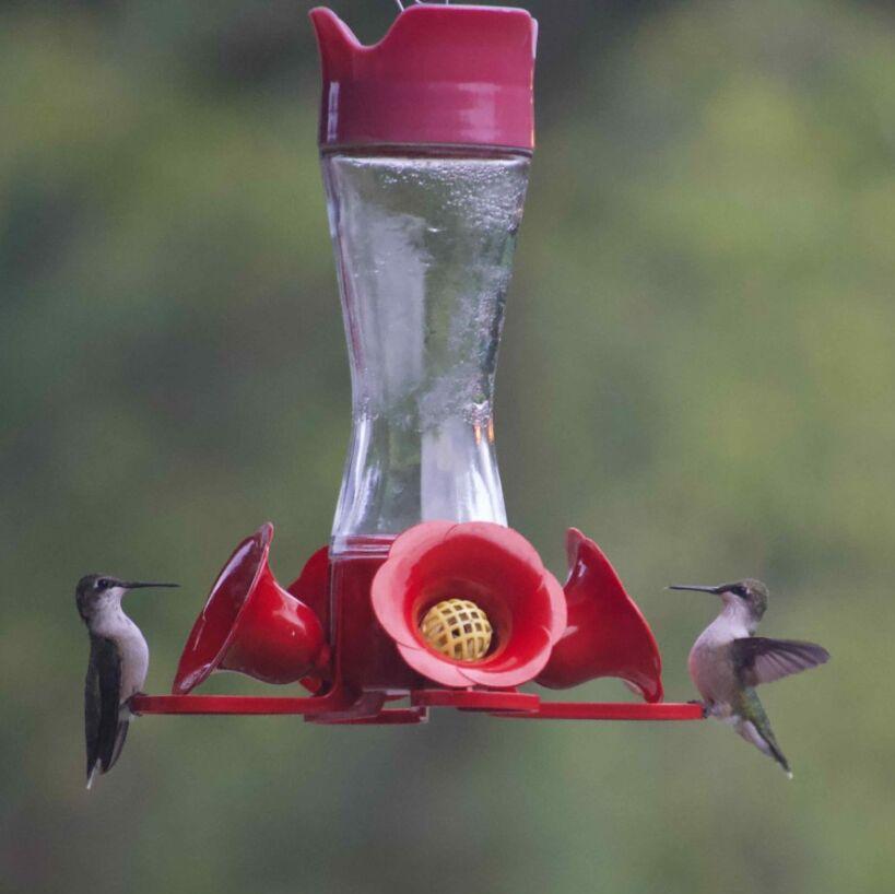 Hummingbirds