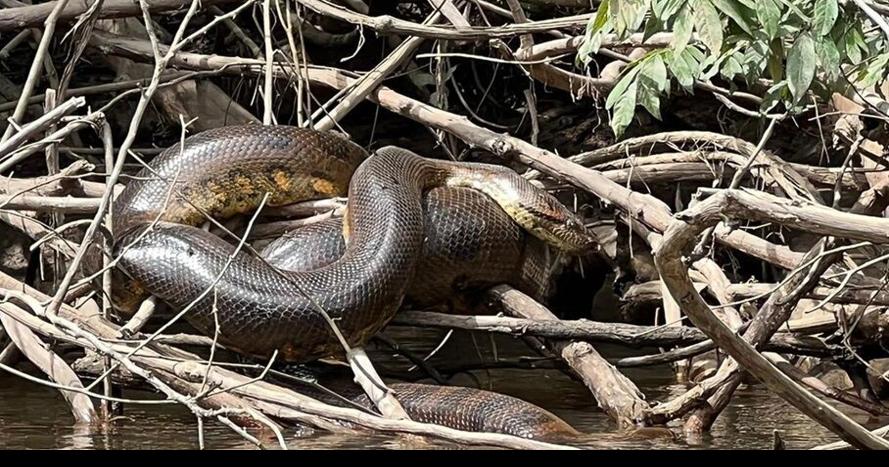 Gigantic new snake species discovered in  rainforest