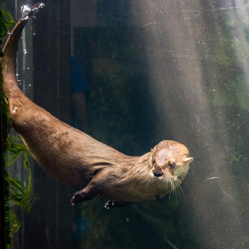 Pandora the otter dies at Maymont