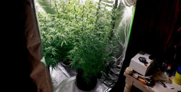 Marijuana plants1