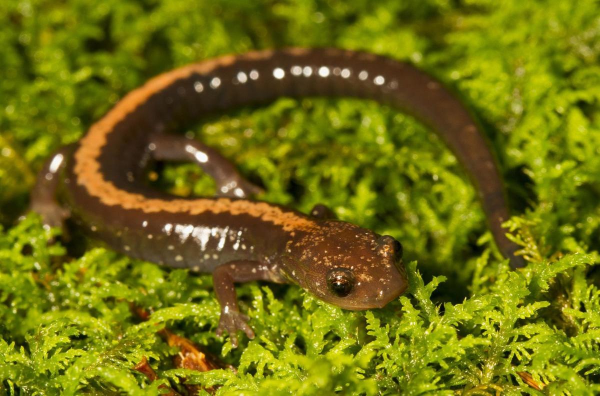 Shenandoah_Salamander_(32614533054)
