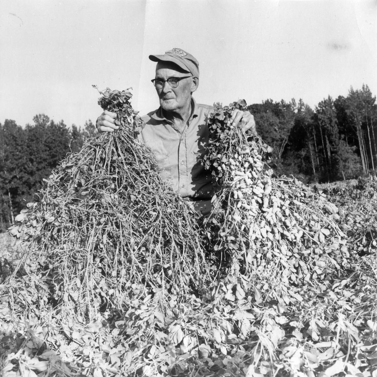 From the Archives Scenes from Virginia peanut farms From the