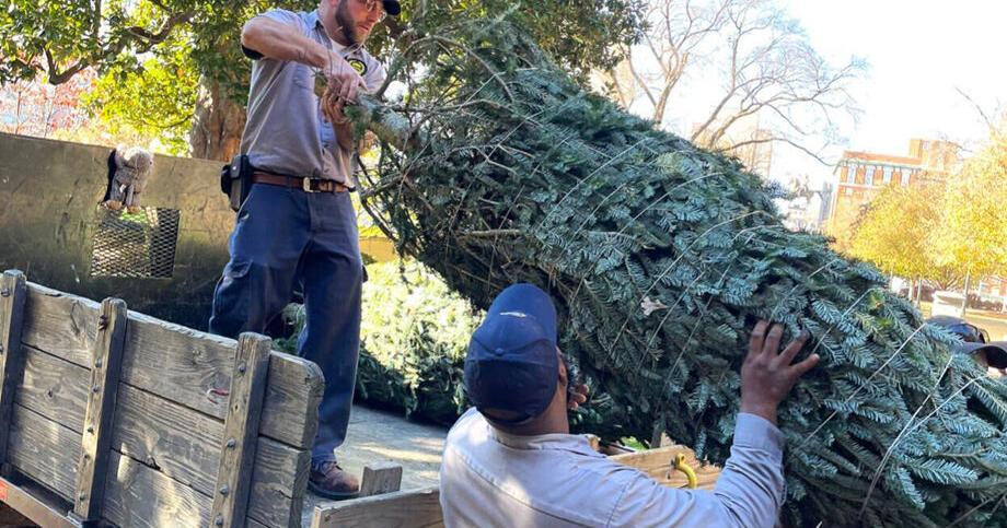 Floyd County Christmas tree to adorn state Executive Mansion - Vimarsana News