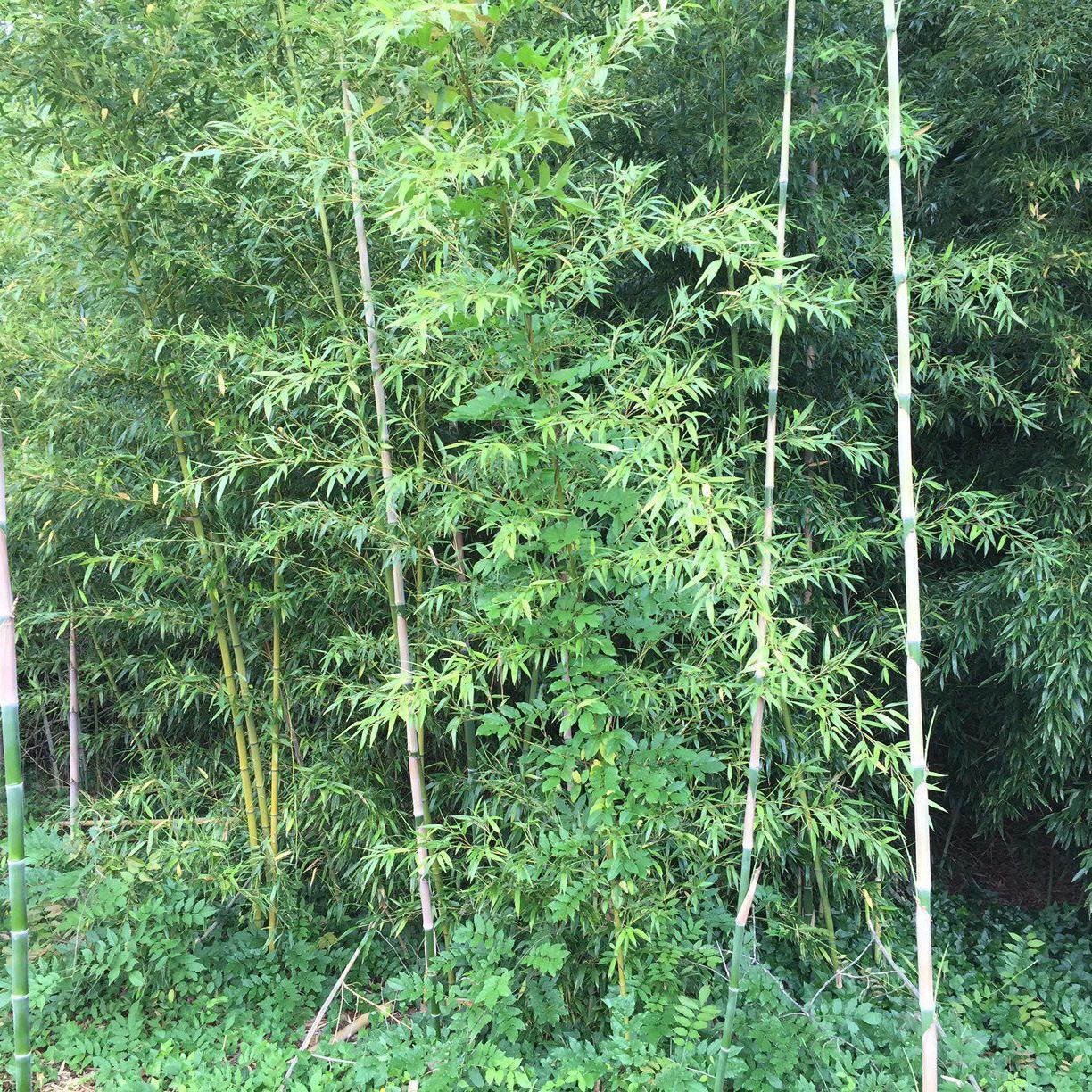 Gardening Q A Can You Plant Bamboo In Virginia Richmond Com